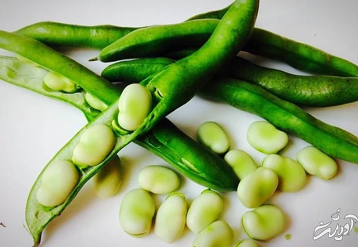 نکات مهم خرید باقلا سبز خرید باقلا سبز